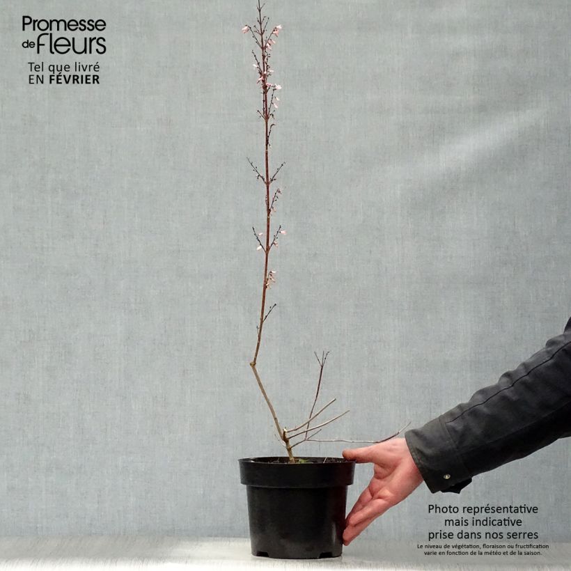 Exemplar von Abeliophyllum distichum - Schneeforsythie Topf mit 2L/3L wie im Winter geliefert