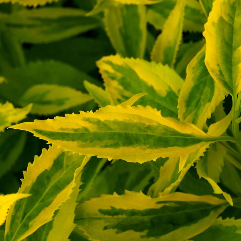 Goldglöckchen Golden Times - Forsythie (Laub)