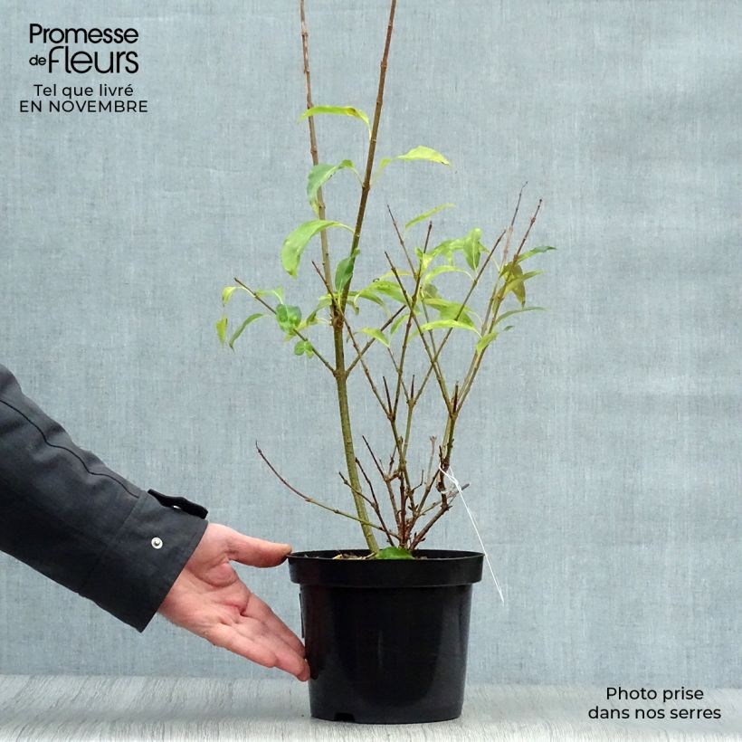 Exemplar von Goldglöckchen Spectabilis - Forsythie Topf mit 2L/3L wie im Herbst geliefert