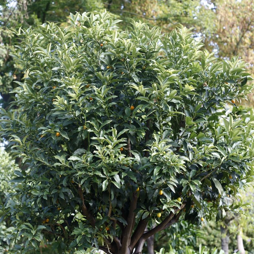 Kumquat - Fortunella margarita (Hafen)