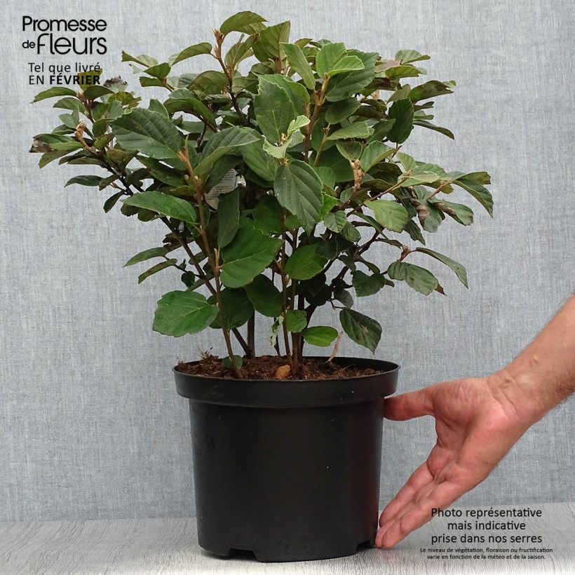 Exemplar von Federbuschstrauch - Fothergilla gardenii Topf mit 3L/4L wie im Herbst geliefert