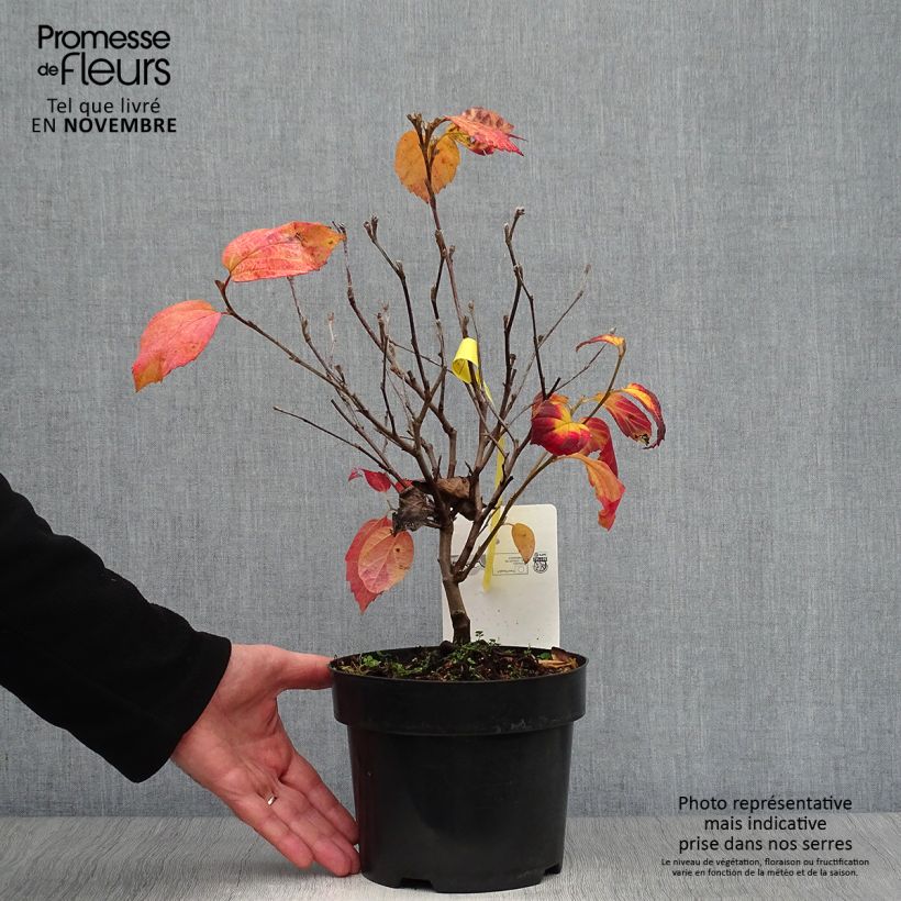 Exemplar von Federbuschstrauch Blue Shadow - Fothergilla intermedia Topf mit 3L/4L wie im Herbst geliefert