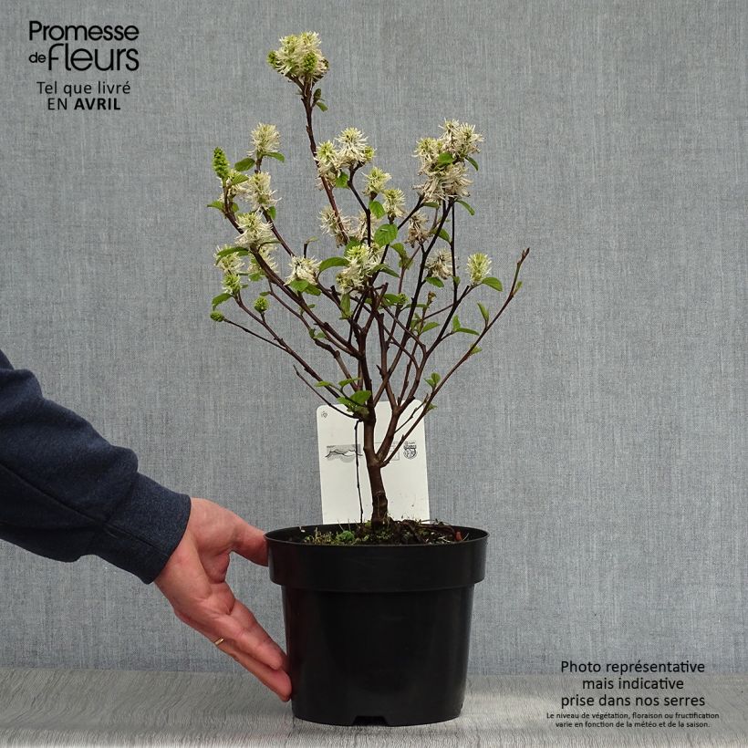 Exemplar von Federbuschstrauch Blue Shadow - Fothergilla intermedia Topf mit 3L/4L wie im Frühjahr geliefert