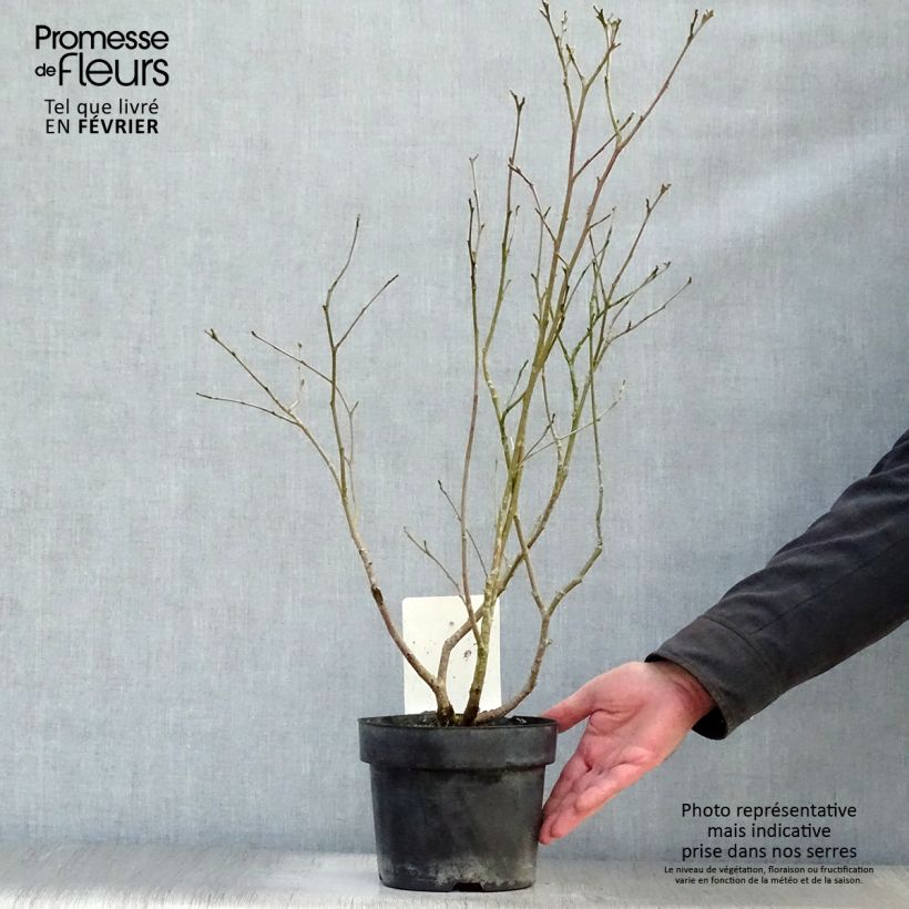 Exemplar von Federbuschstrauch - Fothergilla major Topf mit 3L/4L wie im Winter geliefert