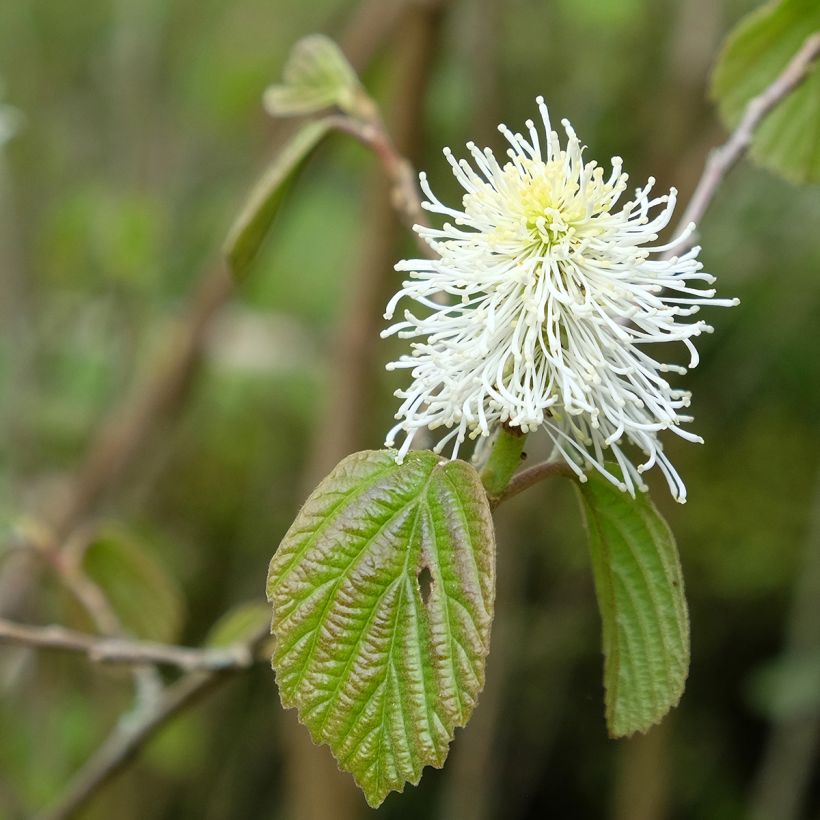 Federbuschstrauch - Fothergilla major (Blüte)