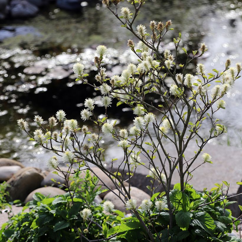 Federbuschstrauch - Fothergilla major (Hafen)