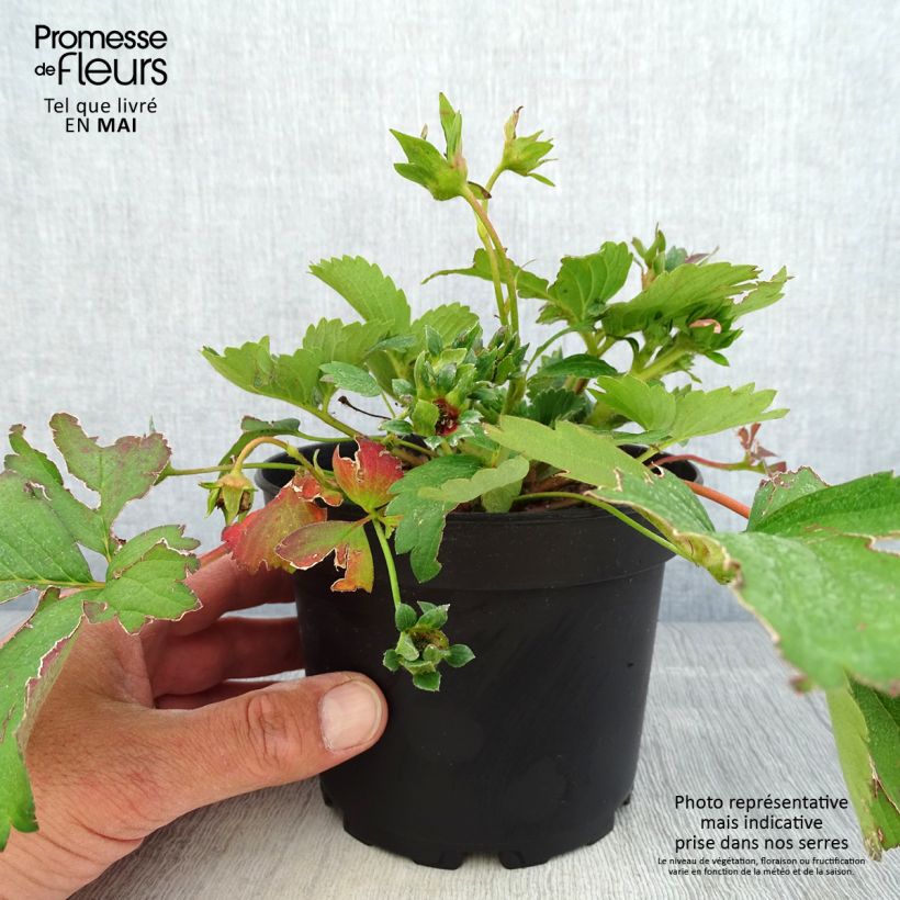 Exemplar von Wald-Erdbeere Pink Marathon Topf mit 1,5L/2L wie im Frühjahr geliefert