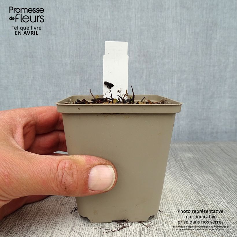 Exemplar von Erdbeer Alexandria Kleine Töpfe von 8/9 cm wie im Frühjahr geliefert