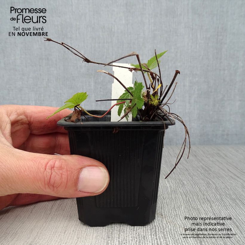 Exemplar von Fragaria vesca - Wald-Erdbeere Kleine Töpfe von 8/9 cm wie im Herbst geliefert