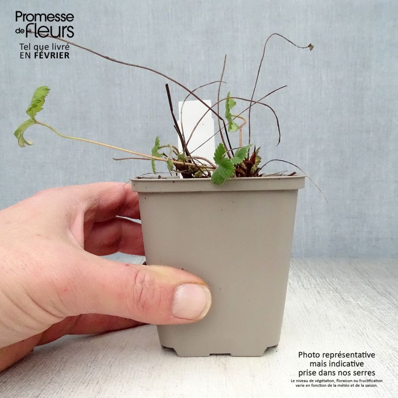 Exemplar von Fragaria vesca - Wald-Erdbeere Kleine Töpfe von 8/9 cm wie im Winter geliefert