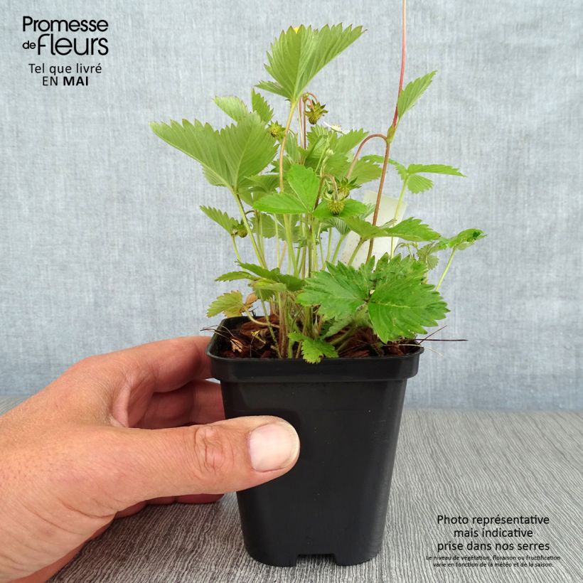 Exemplar von Fragaria vesca - Wald-Erdbeere Kleine Töpfe von 8/9 cm wie im Frühjahr geliefert