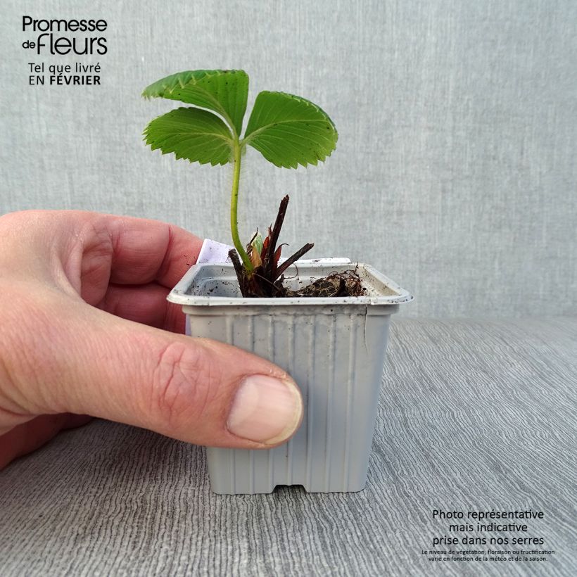 Exemplar von Erdbeere Ciflorette Kleine Töpfe von 7/8 cm wie im Winter geliefert