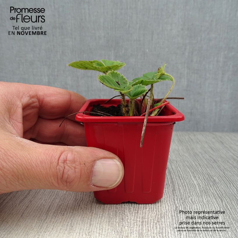 Exemplar von Erdbeere Cijosée Kleine Töpfe von 7/8 cm wie im Herbst geliefert
