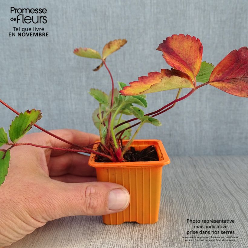 Exemplar von Erdbeere Cirafine Kleine Töpfe von 7/8 cm wie im Herbst geliefert