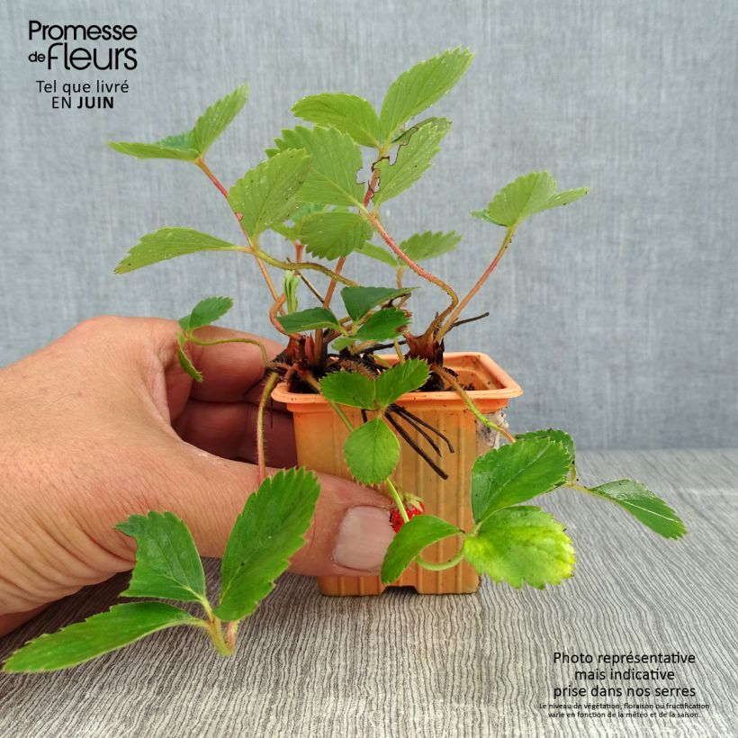 Exemplar von Erdbeere Cirafine Kleine Töpfe von 7/8 cm wie im Sommer geliefert