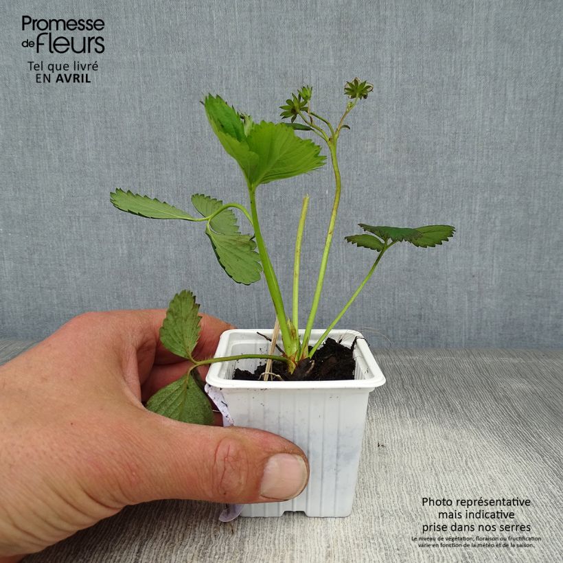 Exemplar von Erdbeere Cirano Kleine Töpfe von 7/8 cm wie im Frühjahr geliefert