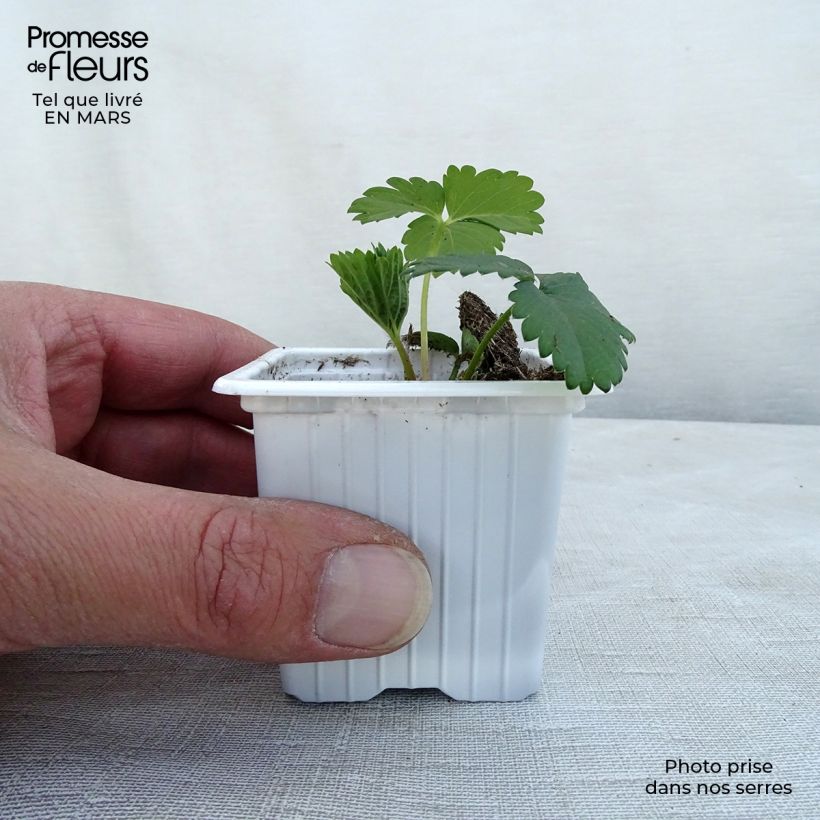 Exemplar von Erdbeere Cirano Kleine Töpfe von 7/8 cm wie im Winter geliefert