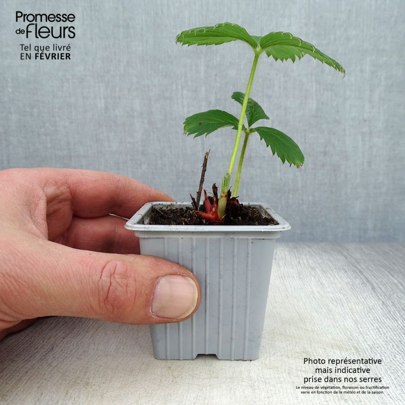 Exemplar von Erdbeere Gariguette Kleine Töpfe von 7/8 cm wie im Winter geliefert