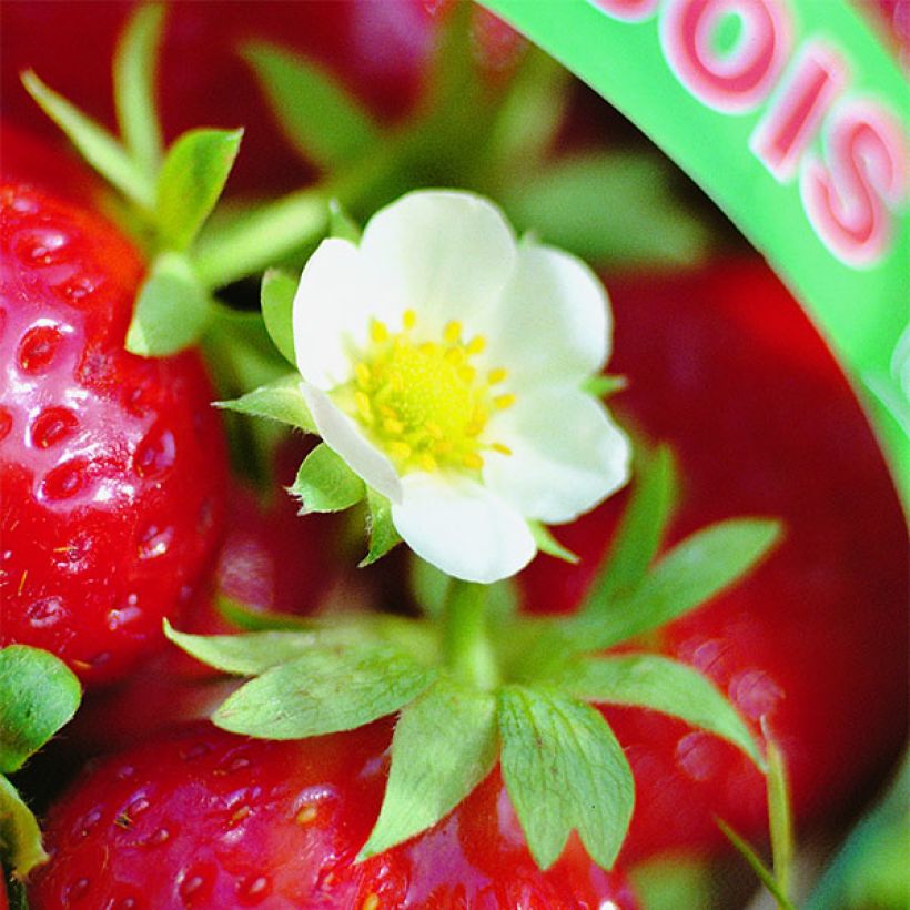 Erdbeer Mara des Bois (Blüte)
