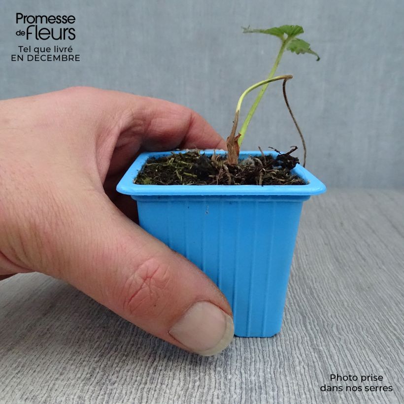 Exemplar von Erdbeere Mariguette Kleine Töpfe von 7/8 cm wie im Winter geliefert