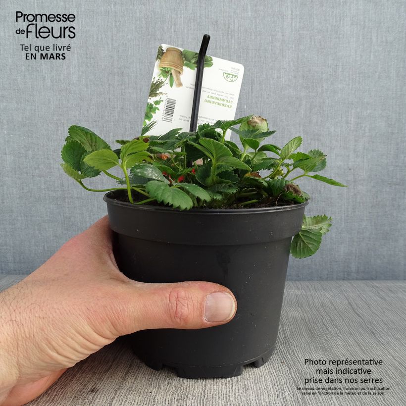 Exemplar von Erdbeere Temptation Topf mit 1,5L/2L wie im Winter geliefert