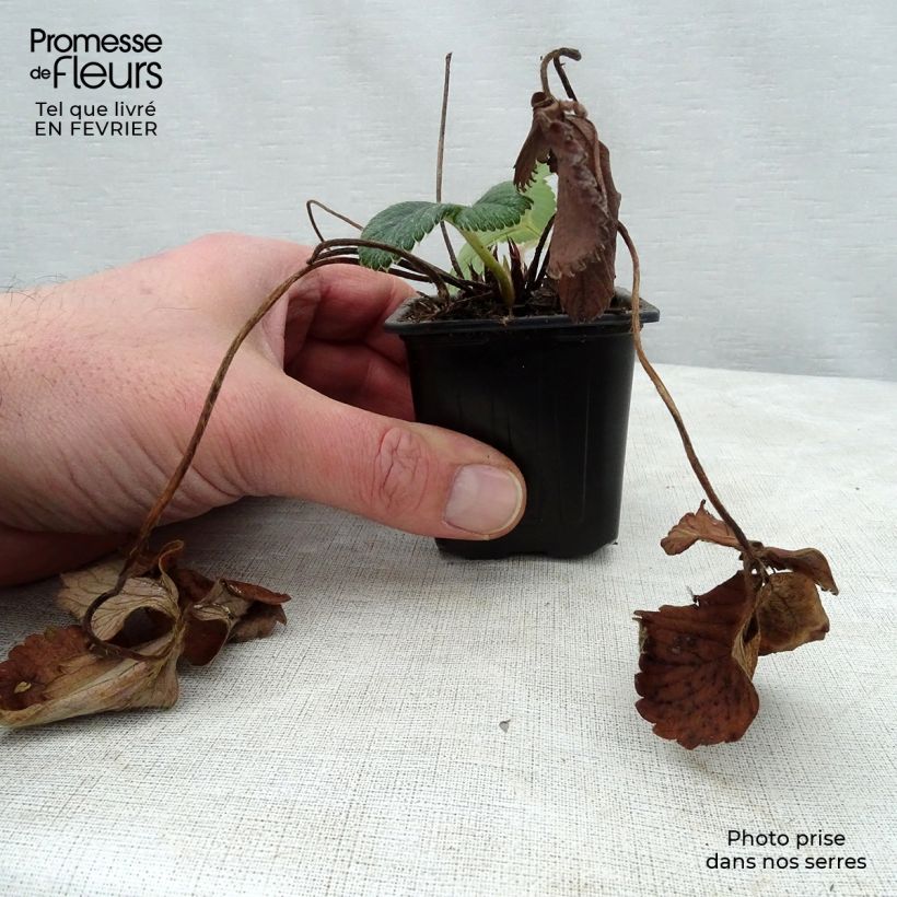 Exemplar von Erdbeere White Pineberry Kleine Töpfe von 8/9 cm wie im Winter geliefert