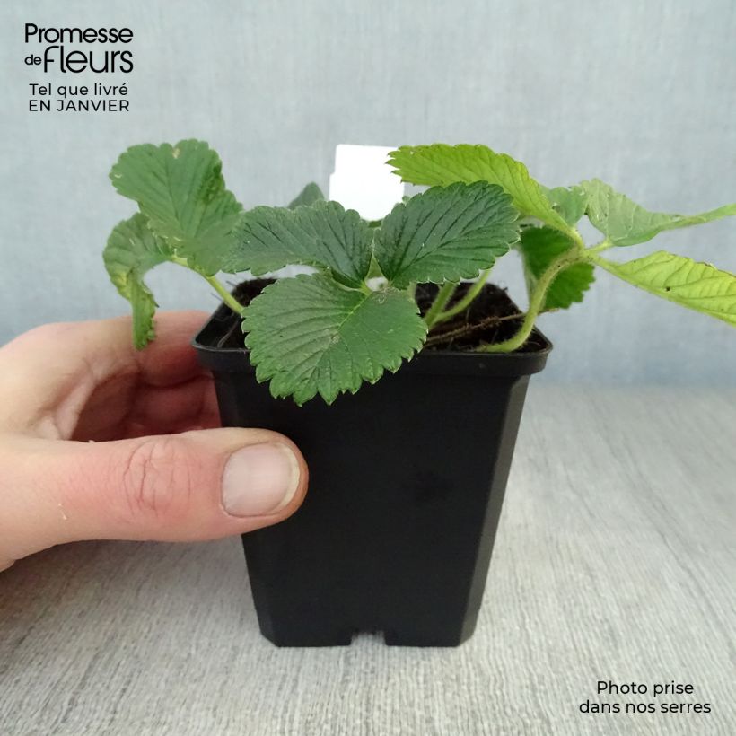 Exemplar von Fragaria nubicola Mont Omei - Himalaya-Erdbeere Kleine Töpfe von 8/9 cm wie im Winter geliefert