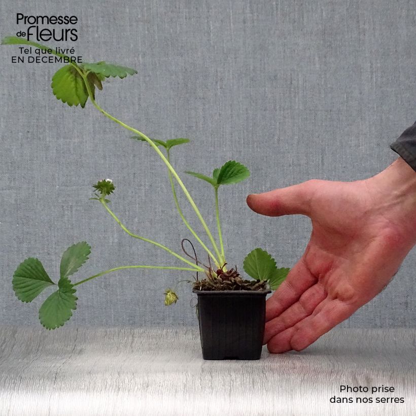 Exemplar von Erdbeere Maestro Kleine Töpfe von 7/8 cm wie im Winter geliefert