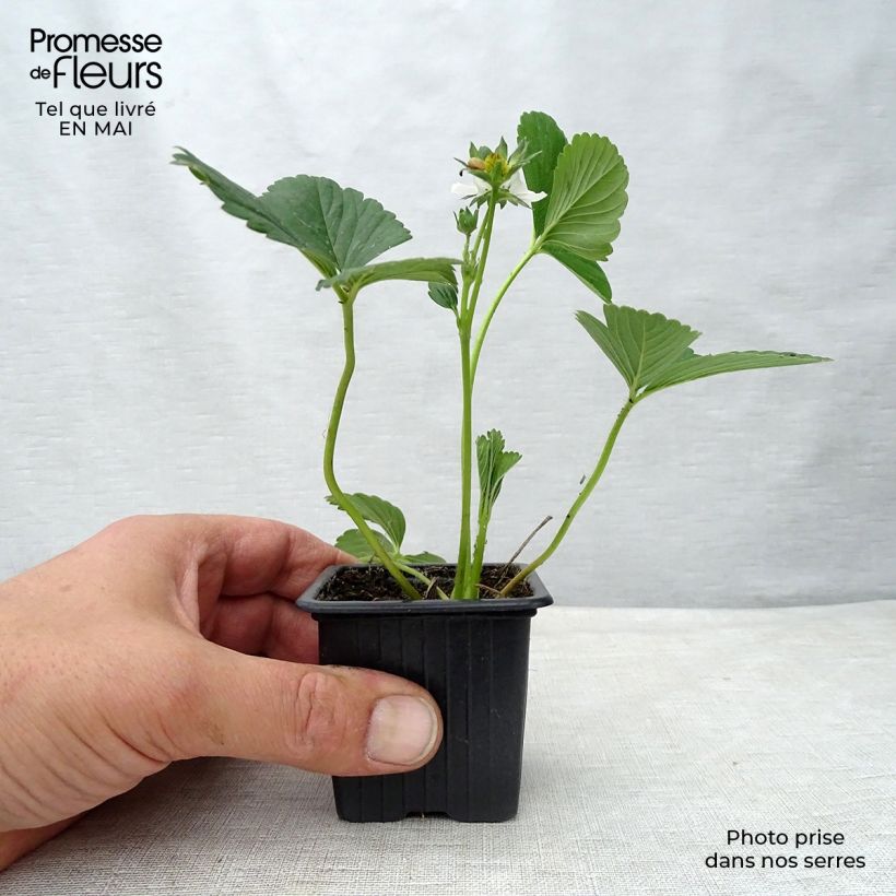 Exemplar von Erdbeere Maestro Kleine Töpfe von 7/8 cm wie im Frühjahr geliefert