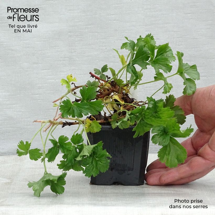 Exemplar von Waldsteinia ternata - Waldsteinia Kleine Töpfe von 8/9 cm wie im Frühjahr geliefert