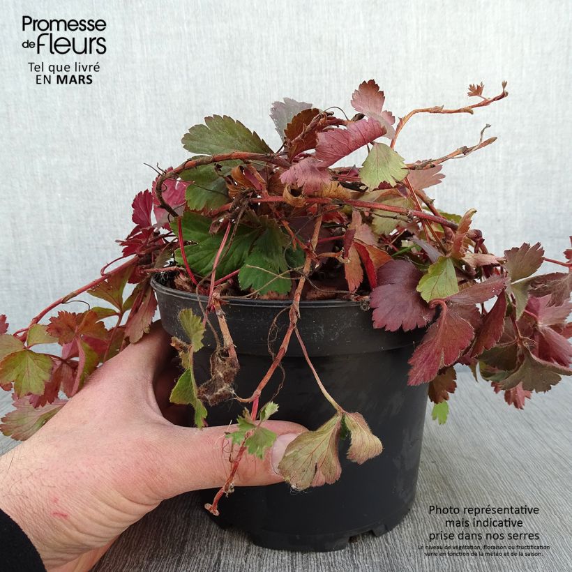 Exemplar von Waldsteinia ternata - Waldsteinia Topf mit 2L/3L wie im Winter geliefert