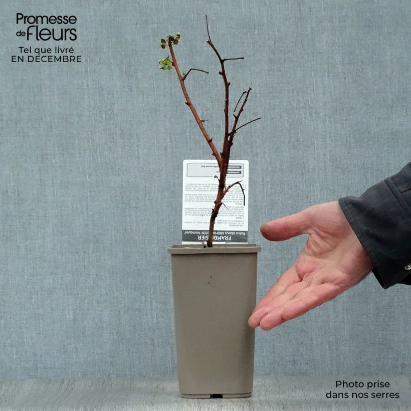 Exemplar von Himbeere Aroma Queen Topf mit 1,5L/2L, Strauch/Busch, mehrstämmig wie im Winter geliefert