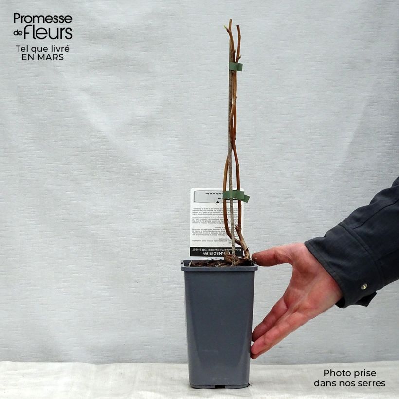 Exemplar von Himbeere Autumn Amber Topf mit 1,5L/2L, Strauch/Busch, mehrstämmig wie im Frühjahr geliefert