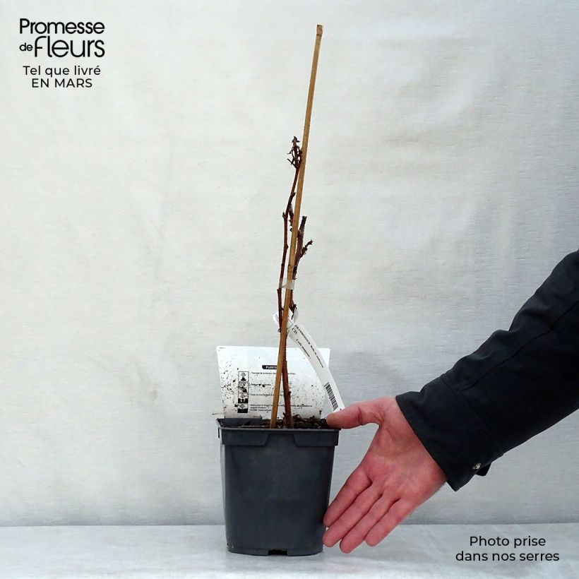 Exemplar von Himbeere Belle de Malicorne delgrosse Topf mit 2L/3L, Strauch/Busch, mehrstämmig wie im Frühjahr geliefert