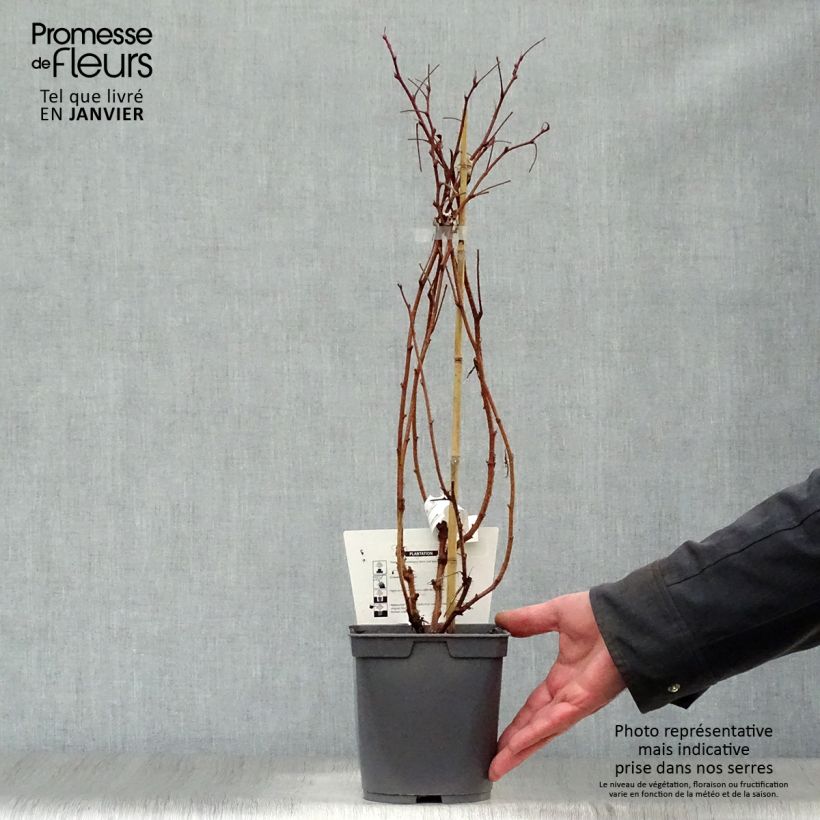 Exemplar von Himbeere Belle de Malicorne delgrosse Topf mit 2L/3L, Strauch/Busch, mehrstämmig wie im Winter geliefert