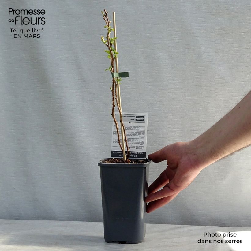 Exemplar von Himbeere Blissy Topf mit 1,5L/2L, Strauch/Busch, mehrstämmig wie im Winter geliefert