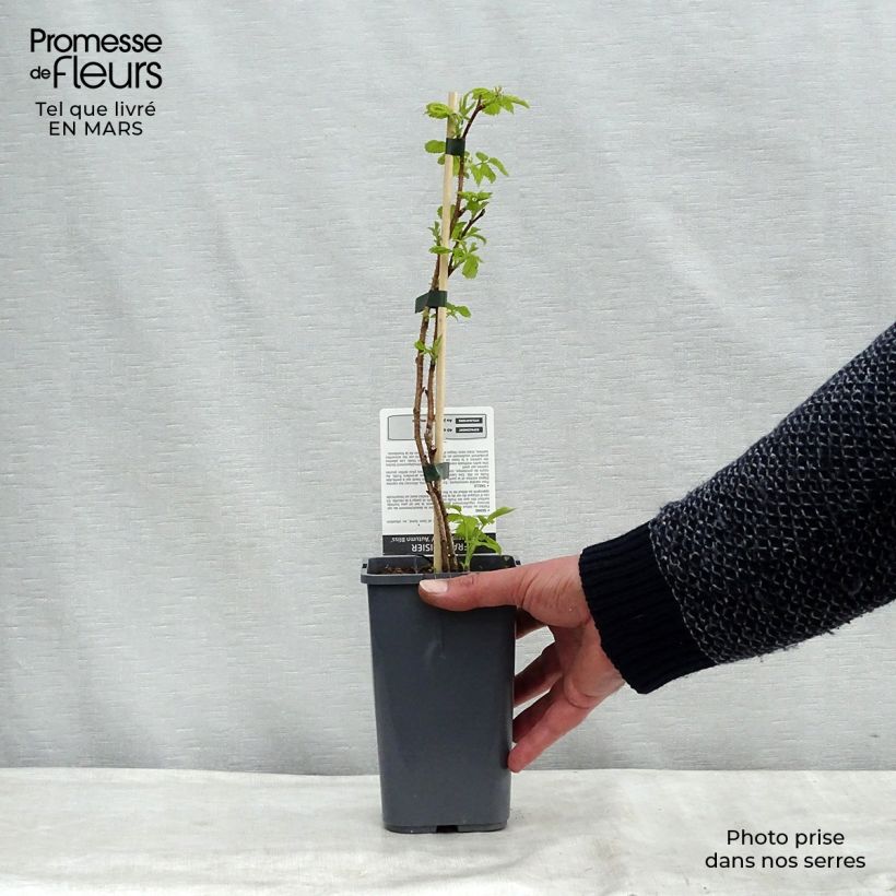 Exemplar von Himbeere Blissy Bio Topf mit 1,5L/2L, Strauch/Busch, mehrstämmig wie im Frühjahr geliefert