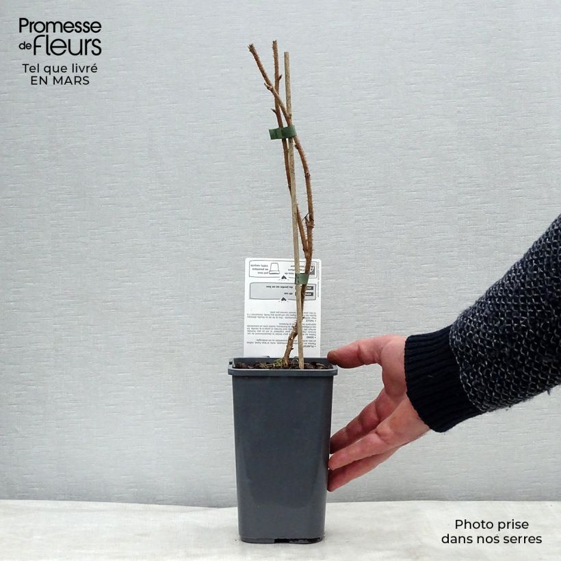 Exemplar von Himbeere Délice de framboise ‘RUSILVA’ Bio Topf mit 1,5L/2L, Strauch/Busch, mehrstämmig wie im Winter geliefert