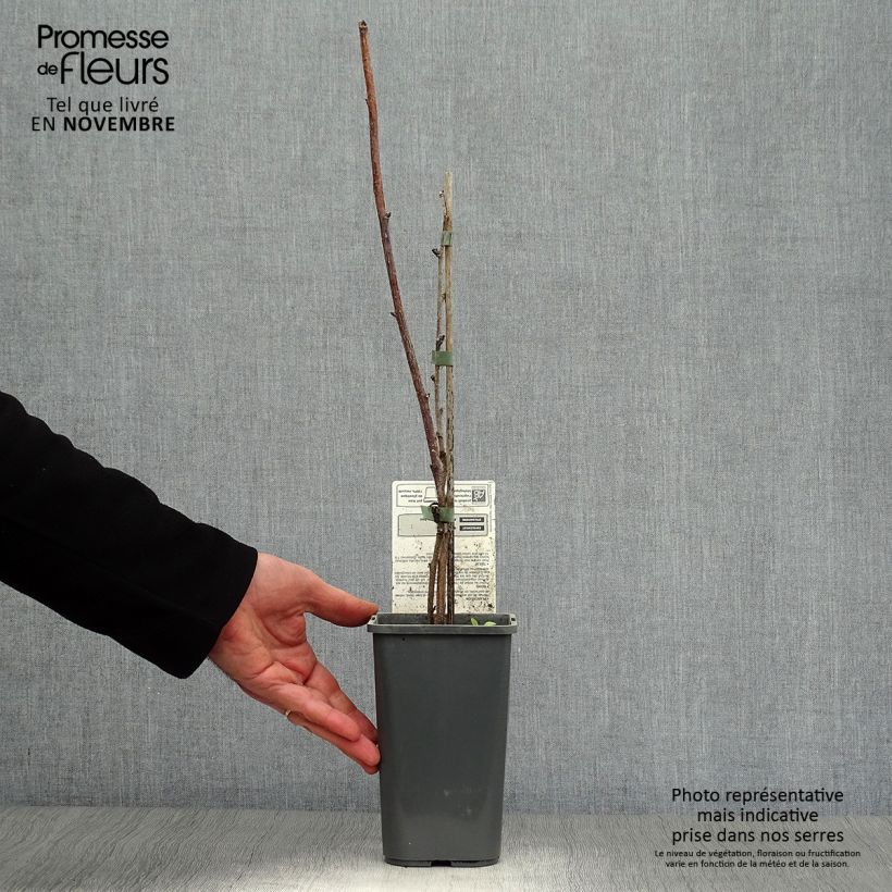 Exemplar von Himbeere Délice de framboise ‘RUSILVA’ Bio Topf mit 1,5L/2L, Strauch/Busch, mehrstämmig wie im Herbst geliefert