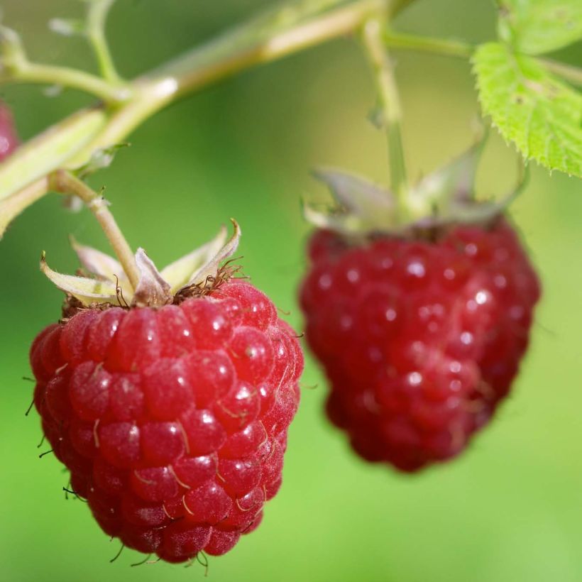 Himbeere Délice de framboise ‘RUSILVA’ Bio (Ernte)