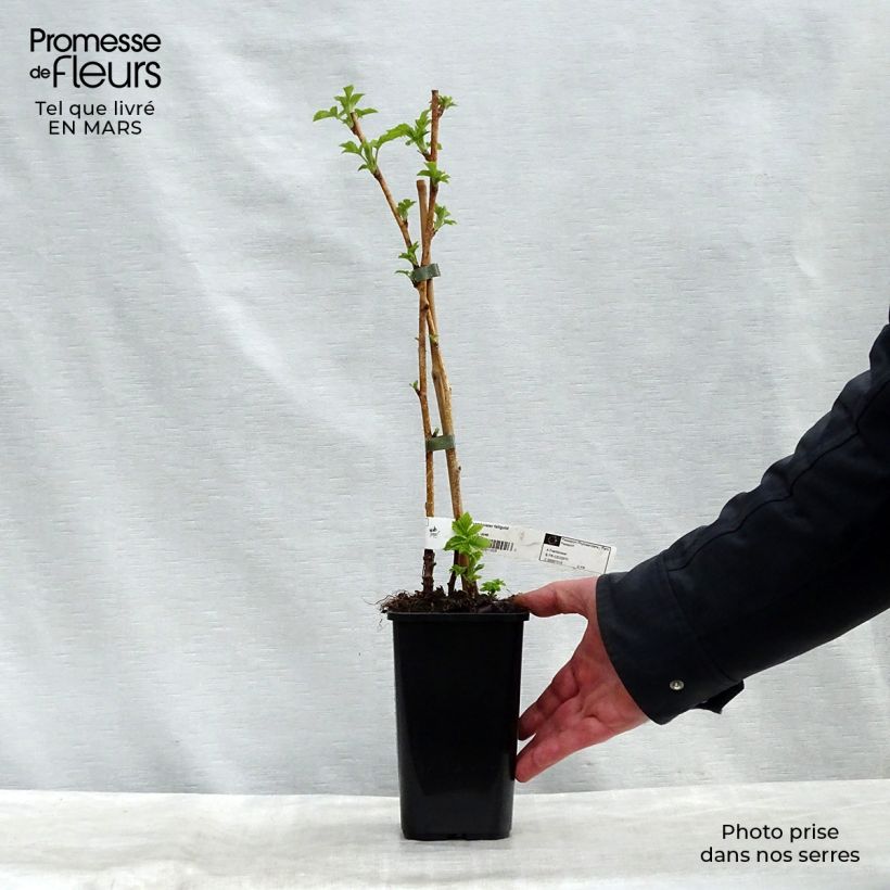 Exemplar von Himbeere Fall Gold Topf mit 1,5L/2L wie im Frühjahr geliefert