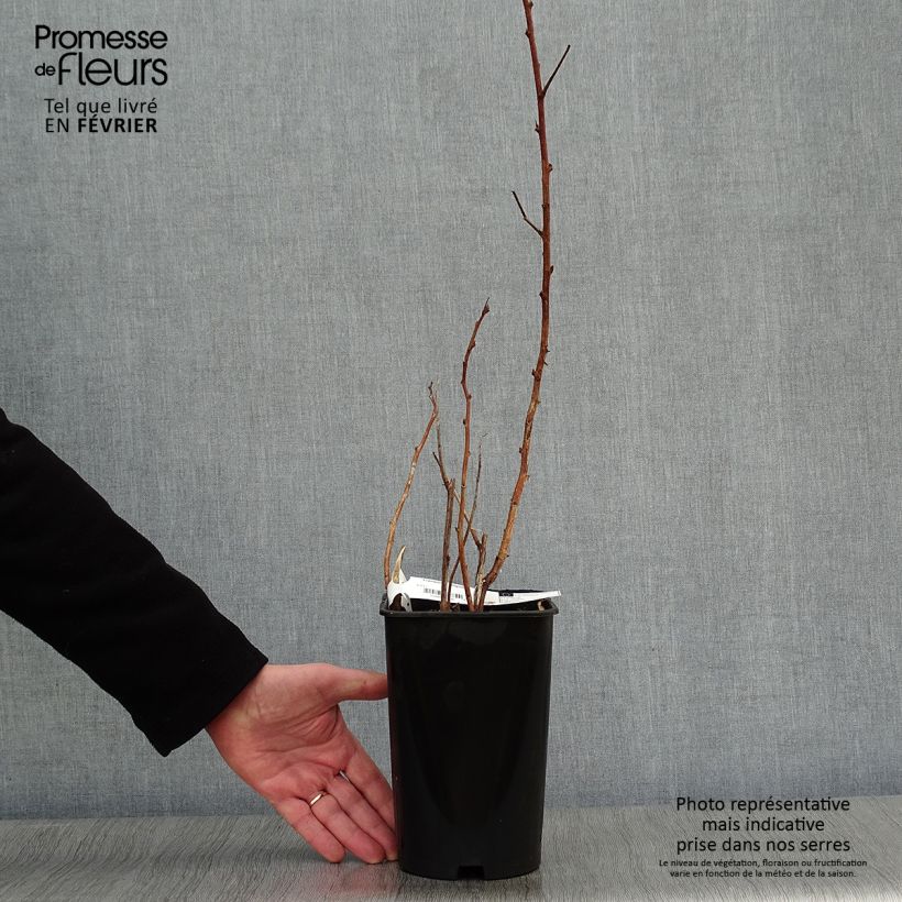 Exemplar von Himbeere Fall Gold Topf mit 1,5L/2L wie im Winter geliefert