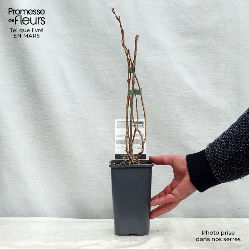 Exemplar von Himbeere Glen Ample Bio Topf mit 1L/1,5L, Strauch/Busch, mehrstämmig wie im Winter geliefert