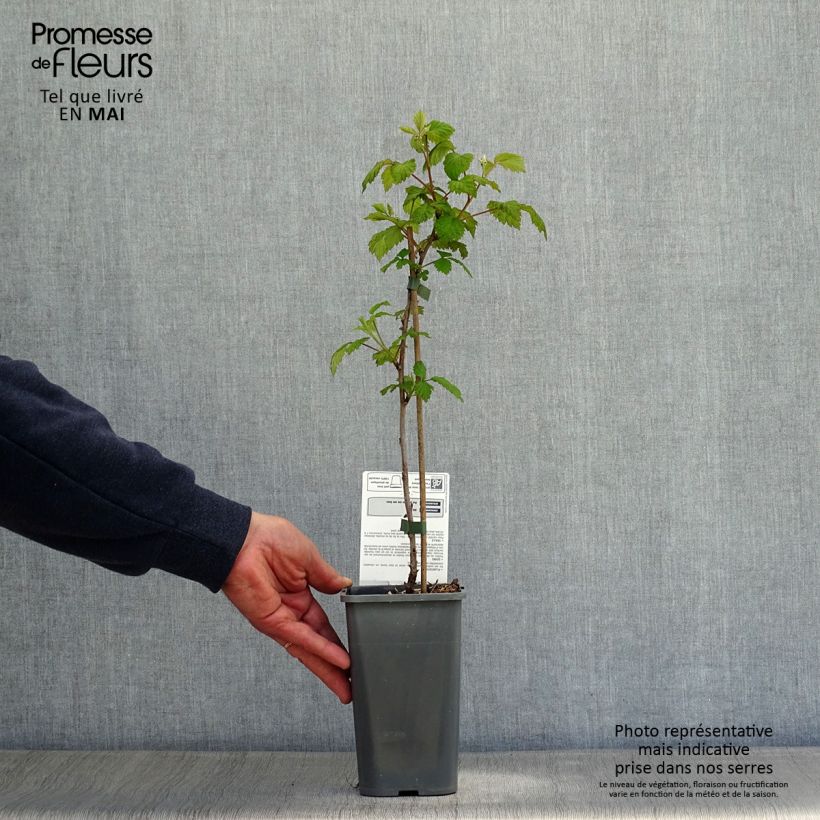 Exemplar von Himbeere Glen Ample Bio Topf mit 1L/1,5L, Strauch/Busch, mehrstämmig wie im Frühjahr geliefert