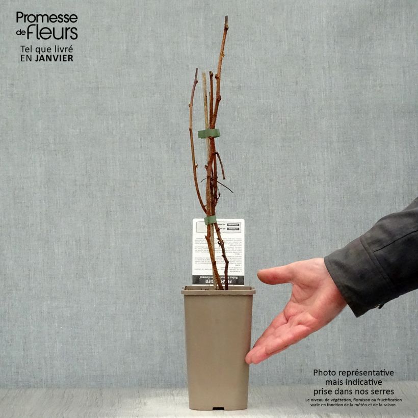 Exemplar von Himbeere Golden Everest Topf mit 1,5L/2L, Strauch/Busch, mehrstämmig wie im Winter geliefert