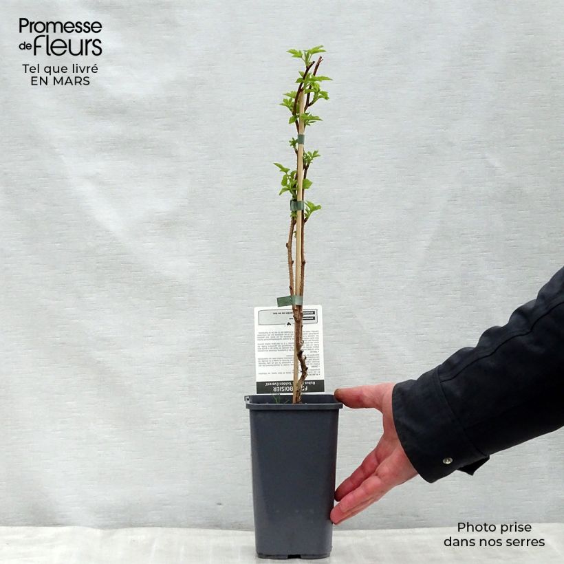 Exemplar von Himbeere Golden Everest Topf mit 1,5L/2L, Strauch/Busch, mehrstämmig wie im Frühjahr geliefert