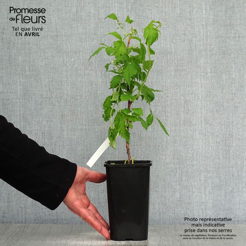 Exemplar von Zwerghimbeere Lowberry Goodasgold Topf mit 1,5L/2L, Strauch/Busch, mehrstämmig wie im Frühjahr geliefert