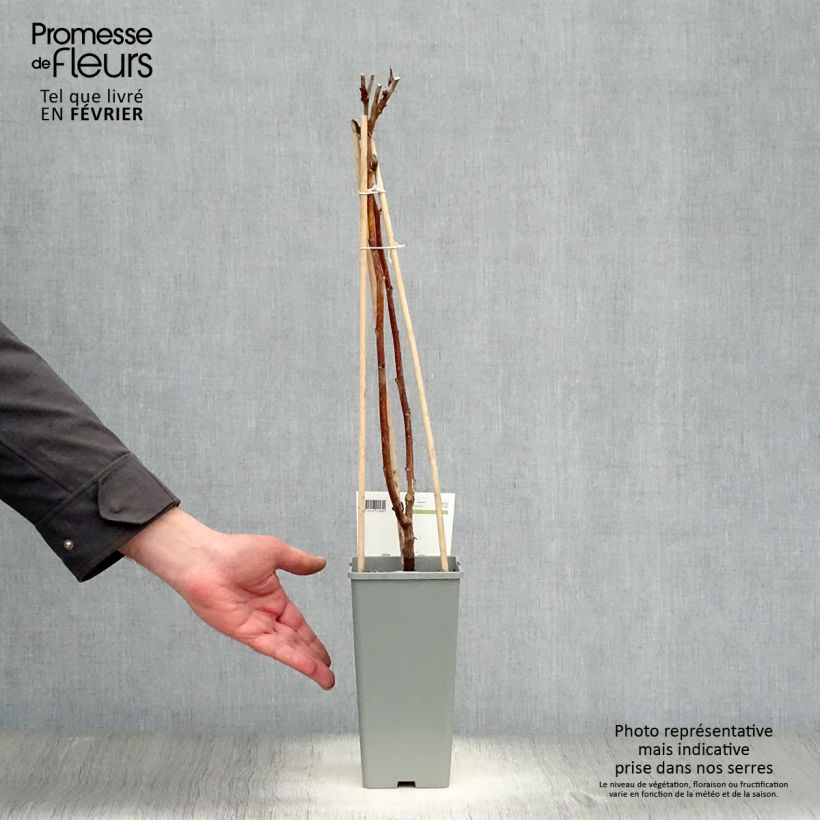 Exemplar von Himbeere Heritage Topf mit 1,5L/2L, Strauch/Busch, mehrstämmig wie im Winter geliefert