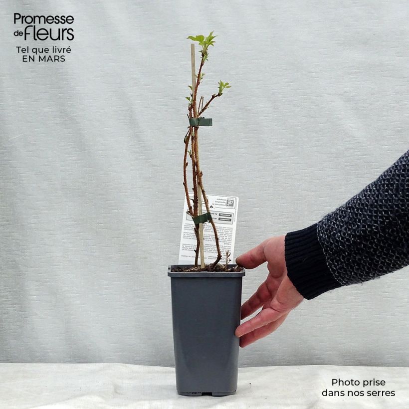 Exemplar von Himbeere Heritage Bio Topf mit 1,5L/2L, Strauch/Busch, mehrstämmig wie im Frühjahr geliefert