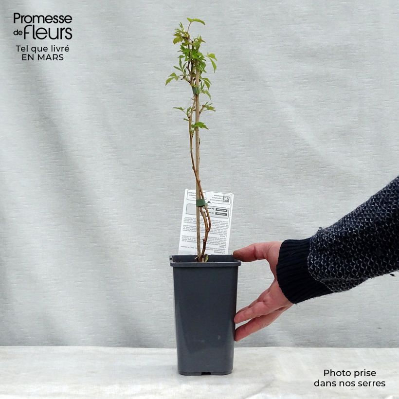 Exemplar von Himbeere Autumn Happy 'Malling Happy' Bio Topf mit 1,5L/2L, Strauch wie im Winter geliefert